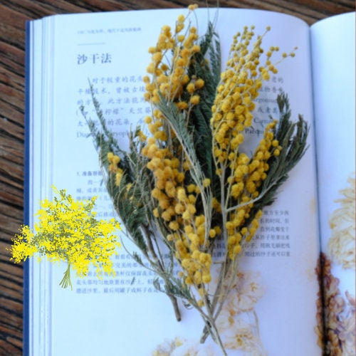 Dried Mimosa Flowers Dried Tiny Flowers Mimosa Flowers Christmas Yellow Flowers for Resin/art