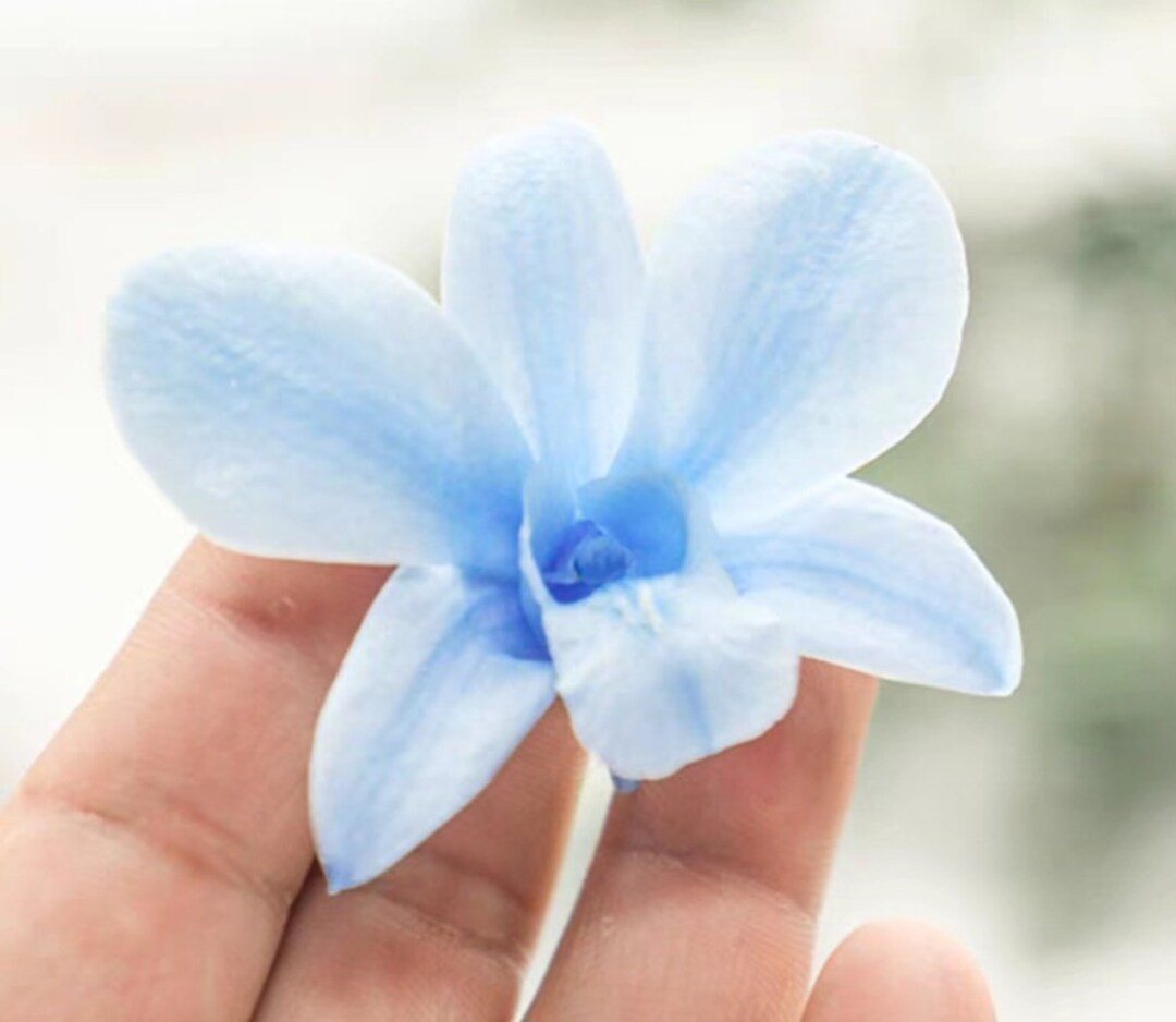 Preserved Orchids/preserved Flowers/preserved Dendrobiums/everlasting