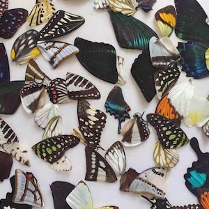 30/50/100 Loose Butterfly Wings; Ethically-sourced Butterfly Wings; Farm-Raised Wings; Butterfly wings for crafts/ jewellery/ epoxy/ resin