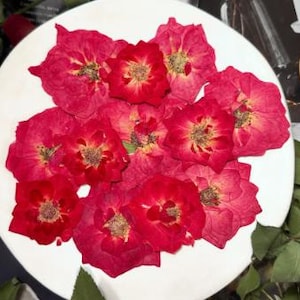 20 rosas prensadas; rosas rojas prensadas; rosas prensadas; flores de rosa para resina/manualidades/bricolaje/joyería/epoxi/fabricación de velas/hallazgos de jardín/bodas/tarjetas