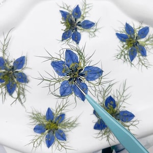 Flores azules: flores bohemias prensadas; flores azules prensadas secas; flores pequeñas prensadas; flores prensadas para bodas/epoxi/resina/tarjetas/álbumes de recortes