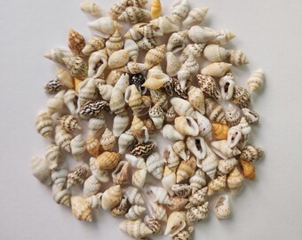 Small Shells; Mini Shells;Seacraft Shell; Beach Shell; Spiral Shell;Nassa Shells; Decor Sea Shell; Shells; Large Shells; Beach Decor