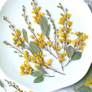 Pressed Yellow Flowers; Pressed Dried Wild Flowers; Pressed Flowers for Resin/Art Crafts/DIY/Jewellery/ Epoxy/Forest Find/Garden Find