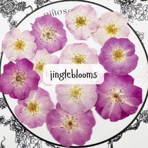 6 roses pressées ; roses séchées pressées ; fleurs roses roses pressées pour résine/création d'art/bricolage/bijoux/époxy/découverte de forêt/décoration de mariage/carte HYLX