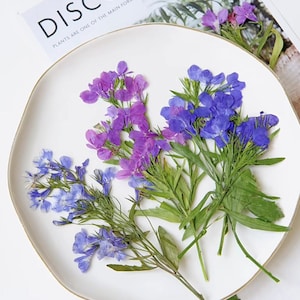 Conjunto de 100 flores azuis prensadas com haste, flores roxas prensadas para cartões de casamento, artesanato/faça você mesmo/joias/epóxi/achado da floresta/quartel-general do jardim