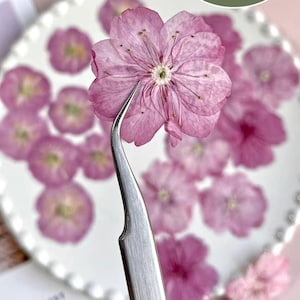 20 flores de sakura prensadas; flores de cerejeira prensadas; flores rosas secas prensadas para resina/artesanato/faça você mesmo/joias/epóxi/cartão/vela/floresta