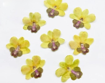 4 Pressed Orchid Flowers;Pressed Dendrobium Flowers;Pressed Flowers for Resin/Art Crafts/DIY/Jewellery/Epoxy/Forest Find/Garden Find