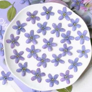 Flores azuis: flores Boho prensadas; flores azuis prensadas secas; flores pequenas prensadas para casamentos/epóxi/resina/cartão/scrapbooking/artesanato HYLX