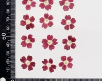 Pressed Verbena Flowers; Pressed Dried Verbena Flowers; Pressed Garden Verbena Flowers, Press Small Flowers for Resin/Art Crafts/DIY/Jewelle