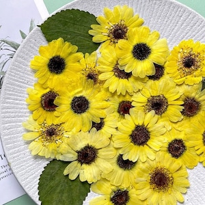 20 pequeñas flores de girasol prensadas; girasol prensado; flores de girasol prensadas y secas para resina/manualidades/bricolaje/joyería/epoxi/hallazgo forestal