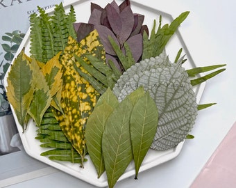 Pressed Leaves; Pressed Dried Leaves; Pressed Ferns; Pressed Dried Leaves for Resin; Epoxy; Jewellery-Making; Candle Crafts; Art Crafts