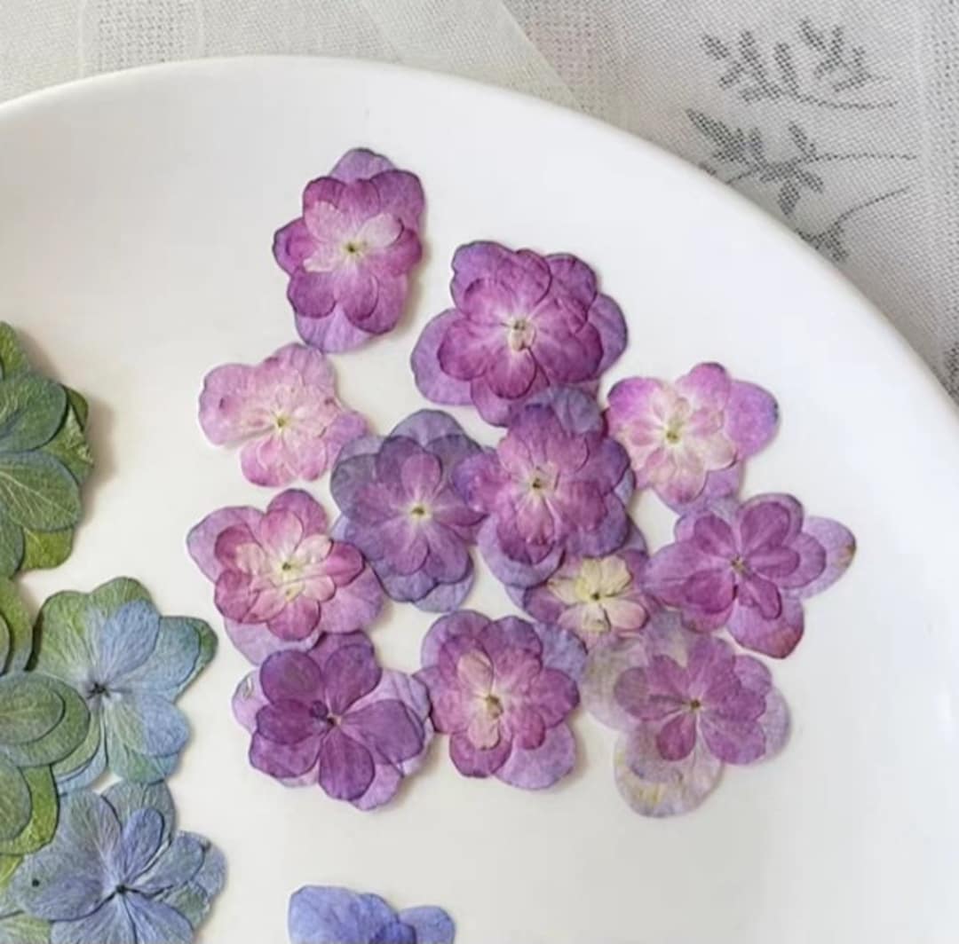 Pressed Hydrangea Pressed Hydrangea Flowers Pressed Purple Hydrangea Pressed Hortensiapressed