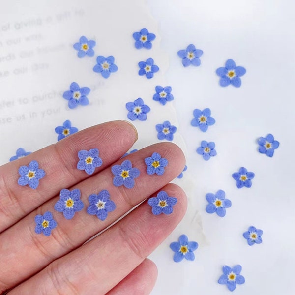 Set of 100 PCS, Pressed Forget Me Not; Pressed Forget Me Not Flowers; Dried Pressed Forget-Me-Not Flowers; Blue Forget-Me-Not Flowers