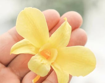 Preserved Orchids/Preserved Flowers/Preserved Dendrobiums/Everlasting flowers/Everlasting Orchids/Flowers for Resin/Epoxy/Jewellery/Crafts