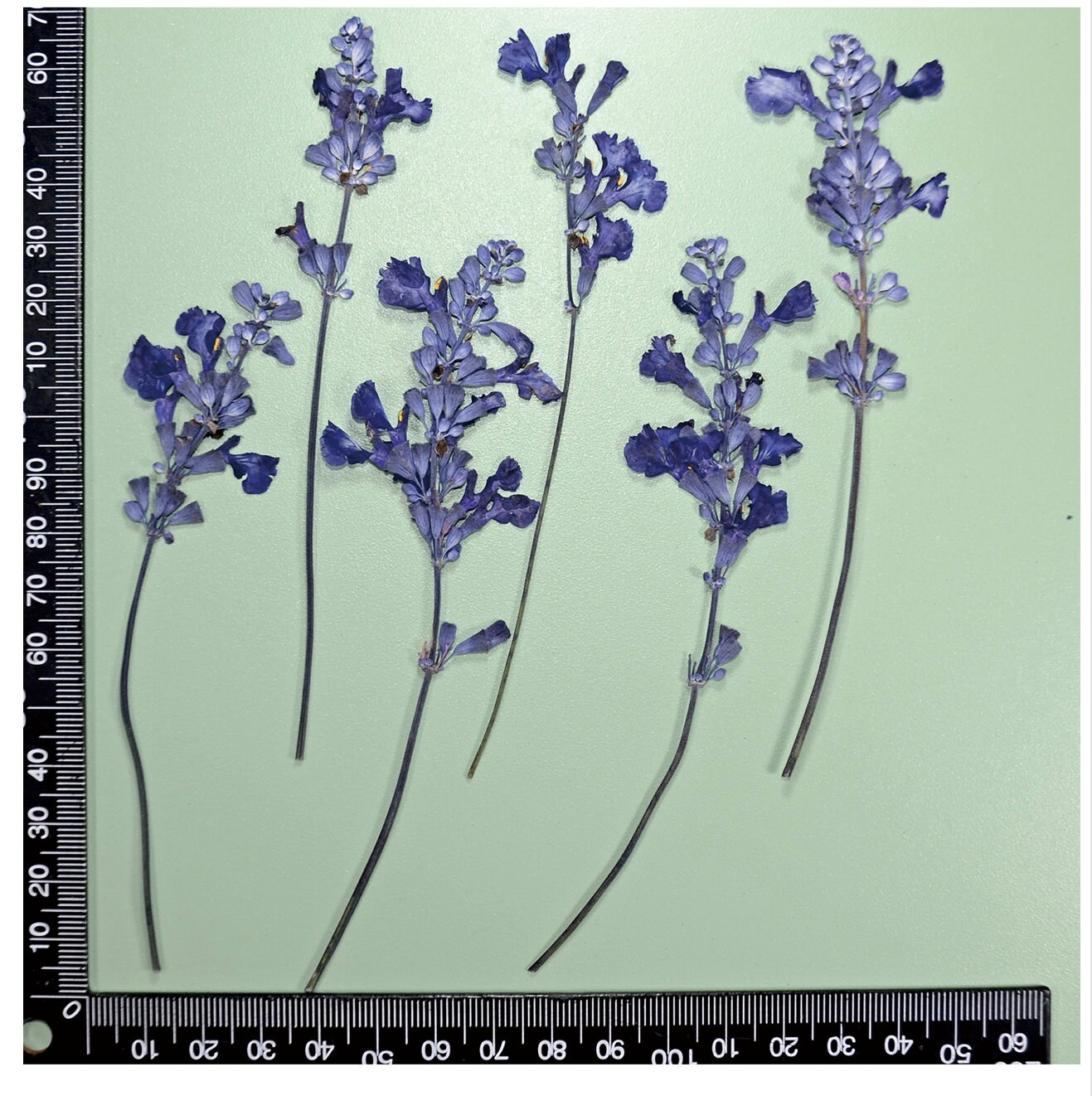 Pressed Lavender Pressed Dried Lavender Pressed Lavender Flowers for