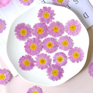 20 Pressed Purple Daisy;Pressed Pink Marigold;Pressed Chamomile Flowers for Craft/ Scrapbooking/Resin/Art Crafts/DIY/Jewellery/Epoxy HQY