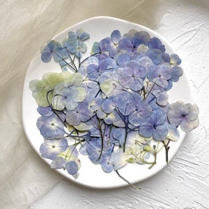 12/60 peças Hastes de hortênsia prensadas; hortênsia seca prensada; hortênsia prensada para artesanato/scrapbooking/resina/faça você mesmo/casamento/epóxi/fabricação de cartões SLL