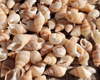 50 Spiral Shells; Beige Shells;Small Shell;Spiral Shells; Mini Shells; Nautical Decor; Decor Sea Shell; Shells; Large Shells; Beach Decor