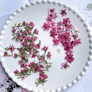 押し花茶花20個、押し花ピンク花、押し花桜（樹脂・アートクラフト・DIY・ジュエリー・エポキシ・森の発見・庭用）