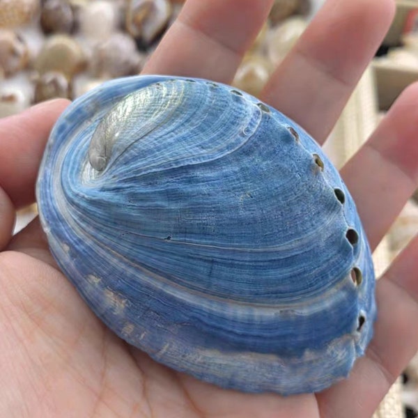 Abalone Shell 6-8cm ; Australian Large Abalone Shells; Natural Large Shell; Decor Sea Shell; Shells; Large Shells; Beach Decor; Blue Shell