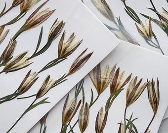 100 Pressed Lily Flowers;Pressed Dried Lily Flowers;Pressed Lily Flower for Resin/Art Crafts/DIY/Jewellery/ Epoxy/Forest Find/Garden Find LH