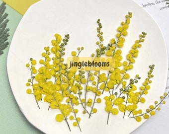 20 Pressed Mimosa; Pressed Mimosa;Pressed Christmas Flowers;Pressed Yellow Flower for Resin/Art Crafts/Jewellery/Epoxy/Candle-Making LH