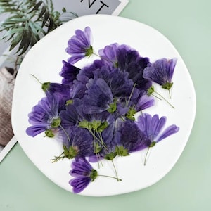 20/60 Flores prensadas; Flores moradas prensadas para álbumes de recortes/decoración de bodas/flores de boda/tarjetas/regalos/sellos de cera/manualidades de bricolaje/resina/epoxi LH
