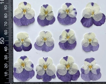 Pressed Pansy; Pressed Viola; Pressed Pansies; Pressed Pansy Flowers for Resin/Art Crafts/DIY/Jewellery/ Epoxy/Forest Find/Garden Find