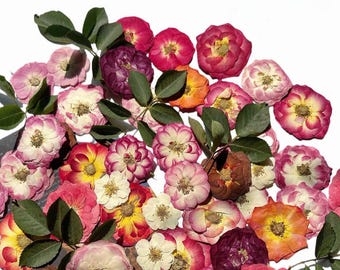 6 Pressed Roses; Pressed Dried Rose; Pressed Red Rose Flowers for Resin/Art Crafts/DIY/Jewellery/ Epoxy/Forest Find/Garden Find