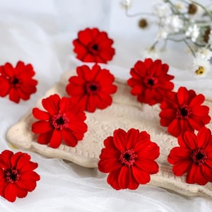Preserved Daisy/ Preserved Zinnia/ Preserved Flower/ Preserved Gerberas/Everlasting Flowers