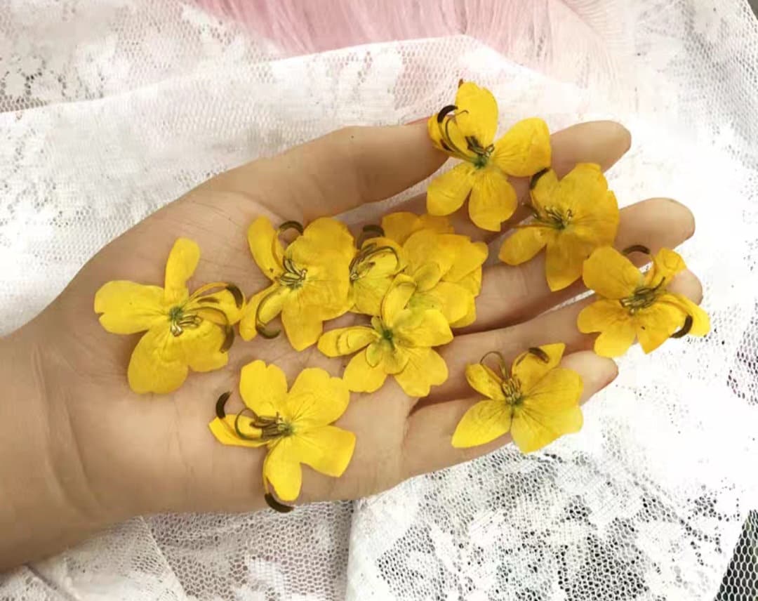 12 Pressed Dried Yellow Flowers/ Yellow Flowerspressed Etsy