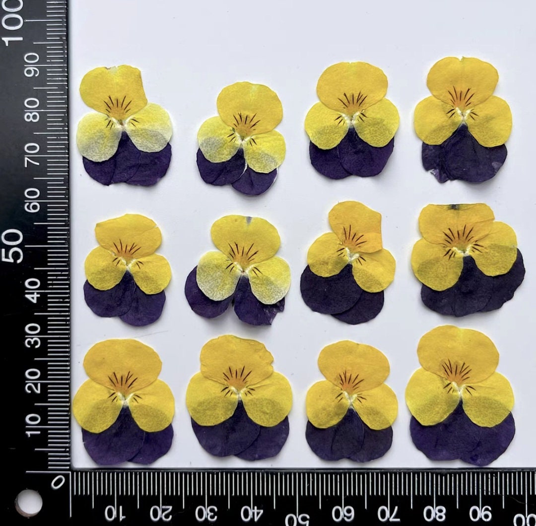 Stretch & Grow - Pressed Pansy Print main image 1