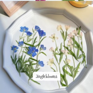 10 gepresste rosa Blumen; gepresste getrocknete rosa mehrjährige Blume; gepresste rosa Blumen für Hochzeit/Karten/Dekor/Scrapbooking/Kerze/Handwerk HYLX