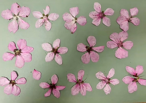 20 Pressed Sakura Flower; Pressed Cherry Blossoms;pressed