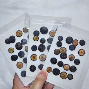 20 myrtilles pressées ; Bleuets séchés pressés ;  Baies séchées pour résine/créatifs d'art/bricolage/bijoux/époxy/découverte de forêt/découverte de jardin