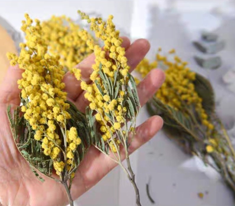 Dried Mimosa Flowers Dried Tiny Flowers Mimosa Flowers Christmas Yellow Flowers for Resin/art