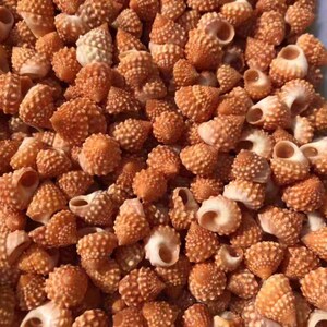 Apricot Strawberry Cumingi Shells;Nautical Crafts; Apricot spiral top shells; Small Shells; Decor Sea Shell; Shells; Mini Shells;Beach Decor