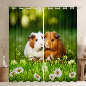 Guinea pig curtains 2025