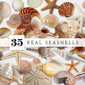 Op de afbeelding: Een verzameling van 35 echte schelpen in verschillende vormen, maten en kleuren, waaronder wit, bruin en beige. De schelpen zijn gerangschikt op een wit houten oppervlak. De tekst "35 REAL SEASHELLS" is gedrukt op een wit banner.