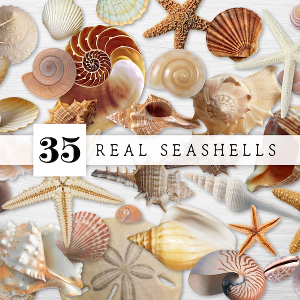 Printable Sea Shell Clipart, Real Seashells PNG Files, Seashell Clipart, Seashell Digital Download