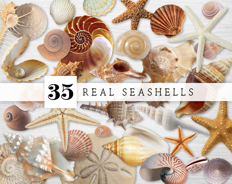 Printable Sea Shell Clipart Real Seashells PNG Files - Etsy