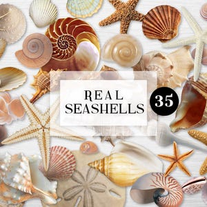 Afdrukbare schelp clipart, echte schelpen png-bestanden, schelp clipart, schelp digitale download
