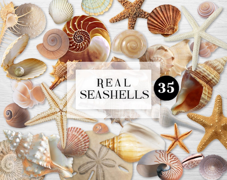 Op de afbeelding: Een verzameling van 35 echte schelpen in verschillende vormen, maten en kleuren, waaronder wit, bruin, roze en oranje. De schelpen zijn gerangschikt op een witte houten achtergrond. REAL SEASHELLS staat in zwarte tekst op een witte rechthoek.