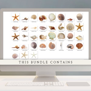 Op de afbeelding: Een computerscherm waarop een raster met 36 afbeeldingen van schelpen en zeesterren te zien is. De tekst "THIS BUNDLE CONTAINS" wordt onderaan het scherm weergegeven.