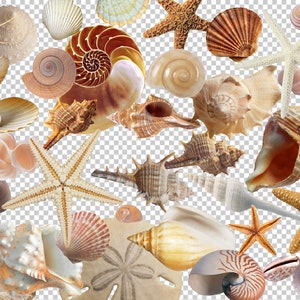 Op de afbeelding: Een verzameling schelpen in verschillende vormen, maten en kleuren, waaronder een nautilus schelp, een schelp en een zeester. De schelpen zijn gerangschikt op een witte achtergrond.
