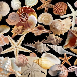 Op de afbeelding: Een verzameling schelpen en zeesterren in verschillende vormen, maten en kleuren, waaronder wit, bruin, roze en oranje. De schelpen zijn gerangschikt op een zwarte achtergrond.