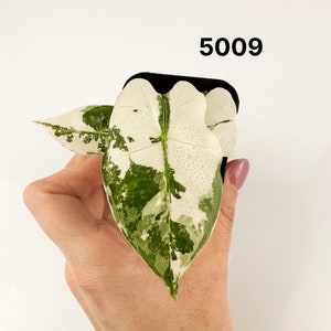 May include: A close-up of a plant with large, variegated leaves. The leaves are primarily white with green patches and veins. The plant is in a small black pot. The number "5009" is printed in black on the white background.