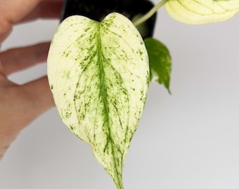 Monstera Borsigiana Mint NOID US Seller Seedling Exact Plant Rare