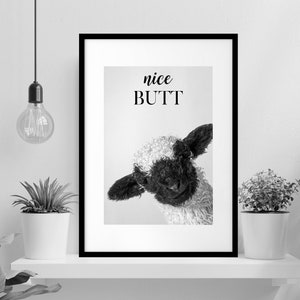 May include: Black and white photo of a sheep's face with the text "nice BUTT" printed above it.