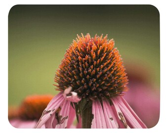 Cone flower up close - Mouse pad